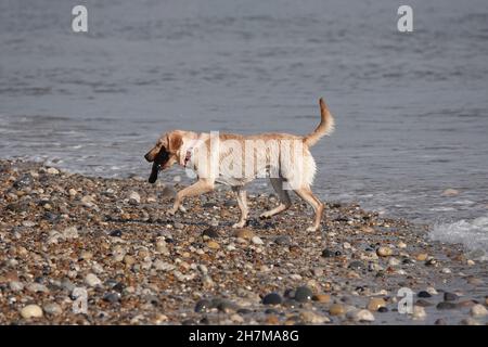 Schöne Aufnahme eines nassen Labrador-Hundes an einem Strand, der einen Stock aus dem Meer holt Stockfoto