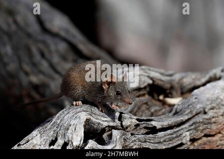 Gelbfüßige Vortechinus (Antechinus flavipes) auf dem Loch eines Baumes. Am Ende der Brutsaison - zwei Wochen für Südtiere, vier Wochen f Stockfoto