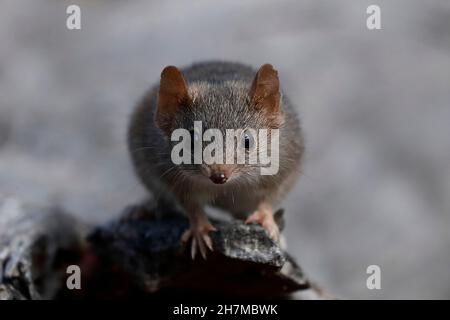 Gelbfüßige Vortechinus (Antechinus flavipes) beim Blick auf den Fotografen. Am Ende der Brutsaison - zwei Wochen für Südtiere, vier wir Stockfoto