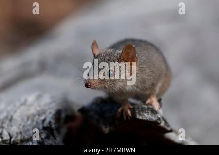 Gelbfuß-Vortechinus (Antechinus flavipes). Am Ende der Brutsaison - zwei Wochen für Südtiere, vier Wochen für Nordtiere - Stockfoto