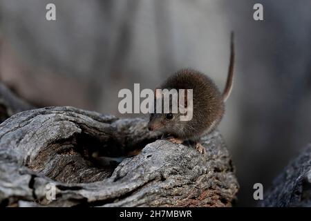 Gelbfüßige Vortechinus (Antechinus flavipes) Duftmarkierung. Am Ende der Brutsaison - zwei Wochen für Südtiere, vier Wochen für Nordtiere Stockfoto