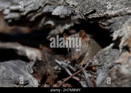 Gelbfüßige Vortechinus (Antechinus flavipes), die aus dem Hohlraum in einem Baumstamm herausguckt. Am Ende der Brutsaison - zwei Wochen für Südtiere, Stockfoto