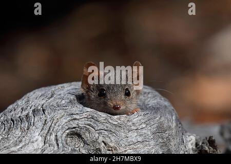 Gelbfüßige Vortechinus (Antechinus flavipes) guckt aus einem Hohlraum in einem Stumpf auf den Fotografen. Am Ende der Brutsaison - zwei Wochen für Stockfoto