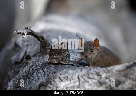 Gelbfüßige Vortechinus (Antechinus flavipes) guckt aus einem Hohlraum in einem Stumpf auf den Fotografen. Am Ende der Brutsaison - zwei Wochen für Stockfoto