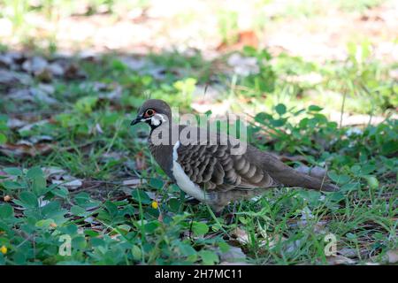 Squatter-Taube (Geophaps scripta), die unter niedergebeutete Pflanzen einißt. Mareeba, Far North Queensland, Australien Stockfoto