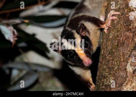 Gestreifter Possum (Dactylopsila trivirgata), der einen Baumstamm absteigt. Lake Eacham, Crater Lakes National Park, Queensland, Australien Stockfoto