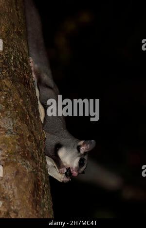 Zuckergleiter (Petaurus breviceps) nachts auf einem Baumstamm, Kopf zuerst, einen Käfer essend. Atherton Tableland, Queensland, Australien Stockfoto