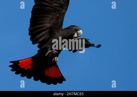 Waldkakatoo- oder Karrak-Männchen (Calyptorhynchus banksii naso) im Flug, das die leuchtend roten Tafeln am Schwanz zeigt, die nur Visib sind Stockfoto