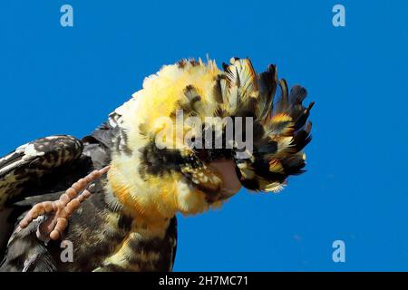 Waldschnepfenschnecke oder Karrak (Calyptorhynchus banksii naso) Porträt einer Frau, die sich auf einem Kaplilac (Melia azedarach) ernährt. Das feste Ye Stockfoto