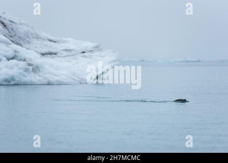 Dichtung schwimmen im eiskalten Wasser der Gletschersee Jökulsárlón Gletscherlagune, Island Stockfoto