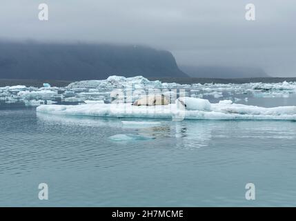 Dichtung entspannen auf einer schwimmenden Eisberg in Gletscherlagune Jokulsarlon, Island Stockfoto