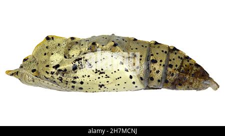 Pieris brassicae puppe Exemplar Stockfoto