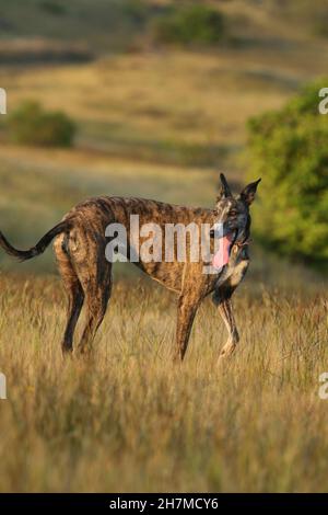 Reiner Mudhol-Hund, indischer Hunderasse, Satara, Maharashtra, Indien Stockfoto