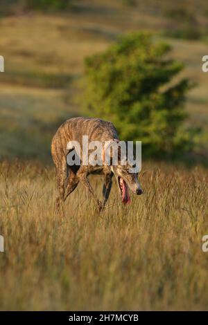 Mudhol Hund, Inder Rasse Hund, Satara, Maharashtra, Indien Stockfoto