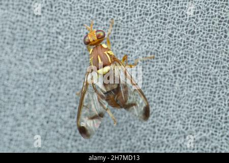 Fruchtfliege, Satara, Maharashtra, Indien Stockfoto