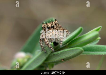 Spinne, Satara, Maharashtra, Indien Stockfoto