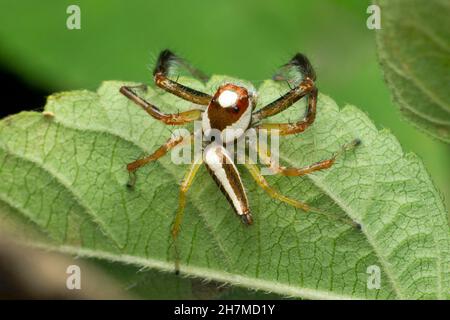 Zwei gestreifte Spinne Male, Telamonia dimidiata, Satara, Maharashtra, Indien Stockfoto