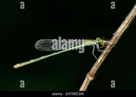 Gemeine blaue Damselfliege, Enallagma cyathigerum, Satara, Maharashtra, Indien Stockfoto