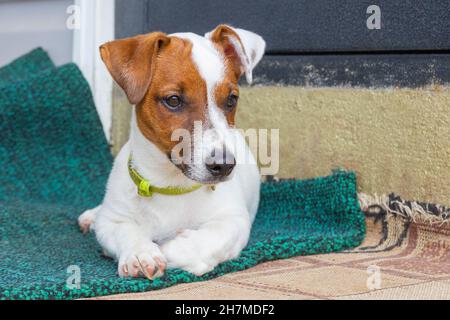 Happy Jack Russell Terrier Welpe Hund liegt auf dem Teppich in der Nähe der Tür schaut sich um Stockfoto