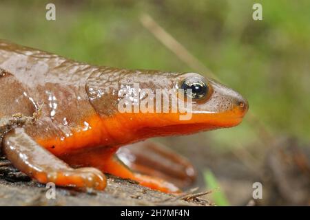 Nahaufnahme eines gravidierten weiblichen rauhhäutigen Molchens, Taricha granulosa Stockfoto