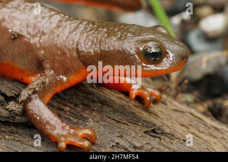 Nahaufnahme eines gravidierten weiblichen rauhhäutigen Molchens, Taricha granulosa Stockfoto