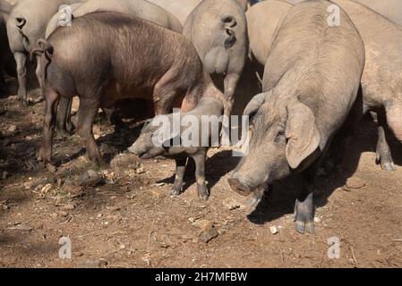 Eine Gruppe iberischer Schweine und ein Ferkel auf dem Bauernhof Stockfoto