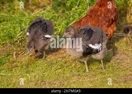 Rotbrustgänse (Branta ruficollis). Unreife, juvenile Vögel oder Gänse, 14 Tage alt, die von einer heimischen Bruderhenne im Hintergrund aufgezogen werden. Stockfoto