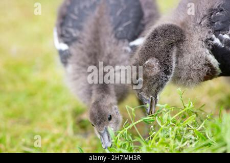 Rotbrustgänse (Branta ruficollis). Unreife, juvenile Vögel oder Gänseküken. Fütterung von versorgtem grünen Blühkraut, Goosegrass (Galium aparine). Stockfoto