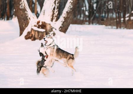 Zwei Lustige Fröhliche Sibirische Husky-Hunde Spielen Gemeinsam Im Snowy Park Am Sonnigen Wintertag. Lächelnder Hund. Aktive Hunde Spielen Im Schnee. Verspieltes Haustier Stockfoto