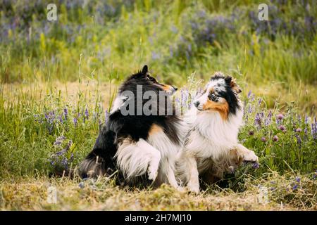 Australian Shepherd Dog und Tricolor Rough Collie, Funny Scottish Collie, langhaarige Collie, Englisch Collie, Lassie Hund spielen in Green Grass mit Stockfoto