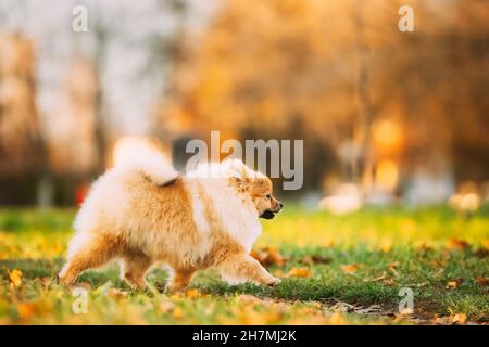 Lustige Junge Rote Welpen Pommersche Spitz Welpen Hund Glücklich Zu Fuß Im Freien Im Herbstgras Stockfoto
