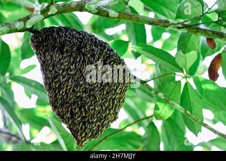 Die Bienen auf Wabe Stockfoto