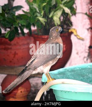 Shikra oder kleiner gebänderter Goshawk (Accipiter badius) (weiblich), der an einem heißen Sommertag Durst stillen kann : Pix SShukla Stockfoto