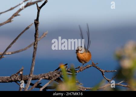 Südlicher emu-Wren (Stipiturus malachurus) Weibchen. Two Peoples Bay, Region South West, Western Australia, Australien Stockfoto