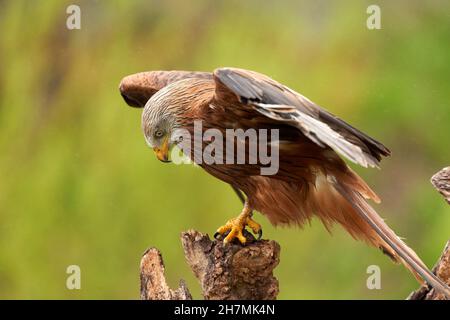 Ein detailliertes Porträt des Roten Drachen, Greifvogels. Land mit ausgebreiteten Flügeln auf einem Stumpf im Regen. Blick nach unten in der Seitenansicht. Stockfoto