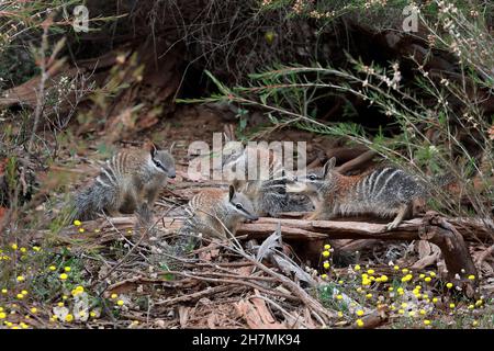 Numbat (Myrmecobius fasciatus), vier Jungtiere an ihrem Bauplatz. Dryandra Woodland, Wheatbelt Region, Western Australia, Australien Stockfoto