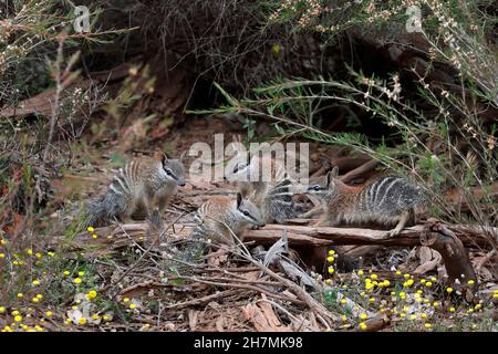 Numbat (Myrmecobius fasciatus), vier Jungtiere an ihrem Bauplatz. Dryandra Woodland, Wheatbelt Region, Western Australia, Australien Stockfoto