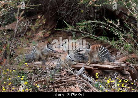 Numbat (Myrmecobius fasciatus), vier Jungtiere an ihrem Bauplatz. Dryandra Woodland, Wheatbelt Region, Western Australia, Australien Stockfoto