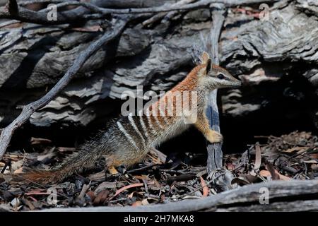 Numbat (Myrmecobius fasciatus) junges Tier untersucht seine Umgebung. Die Jungen beginnen, das Gebiet um ihr Nest Ende August zu erkunden, als sie es sind Stockfoto