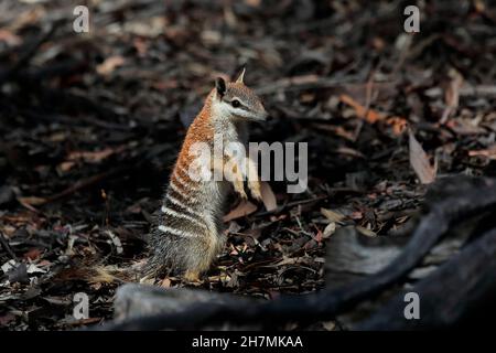 Numbat (Myrmecobius fasciatus), ein junges Tier, das seine Umgebung untersucht. Die Jungen beginnen, das Gebiet um ihr Nest Ende August zu erkunden, als die Stockfoto