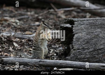 Numbat (Myrmecobius fasciatus), Männchen mit der Sternaldrüse und dem während der Brutzeit auffälligen Fleck. Männer reiben die ölige Substanz Fr. Stockfoto