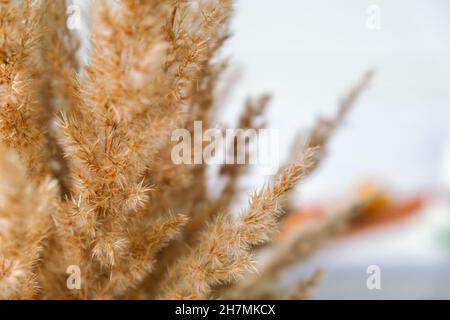 Vertikale trockene Pampas Gras Schilf gegen weiße Wand und Vorhänge. Minimalistisches Innendekor-Konzept. Gemütliches Haus mit getrockneten flauschigen Pflanzen. Zusammenfassung Stockfoto