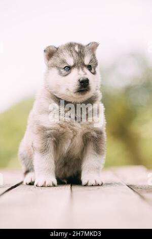 Der vierwöchige Husky-Welpe in weiß-grauer Farbe sitzt auf Holzboden Stockfoto