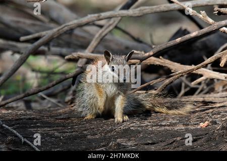 Numbat (Myrmecobius fasciatus), ein junges Tier, das auf gefallenes Holz um seinen Bau klettert. Dryandra Woodland, Wheatbelt Region, Western Aust Stockfoto