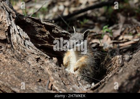 Numbat (Myrmecobius fasciatus), ein junges Tier, das auf gefallenes Holz klettert, während es seinen Bau erkundet. Dryandra Woodland, Wheatbelt Region, Western Stockfoto