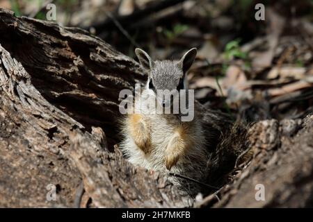 Numbat (Myrmecobius fasciatus), ein junges Tier, das auf gefallenes Holz klettert, während es seinen Bau erkundet. Dryandra Woodland, Wheatbelt Region, Western Stockfoto