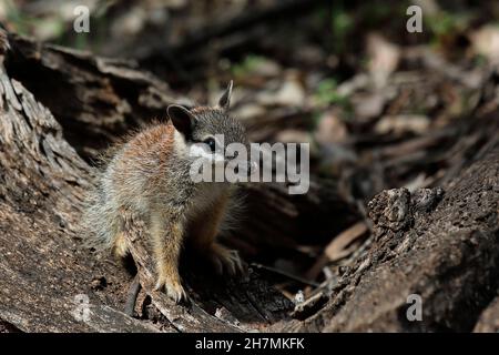 Numbat (Myrmecobius fasciatus), ein junges Tier, das auf gefallenes Holz klettert, während es seinen Bau erkundet und seine Nase mit der Zunge leckt. Dryandra Wo Stockfoto