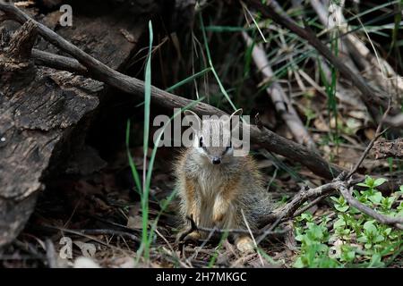 Numbat (Myrmecobius fasciatus), ein junges Tier, das auf gefallenes Holz klettert, während es seinen Bau erkundet. Dryandra Woodland, Wheatbelt Region, Western Stockfoto