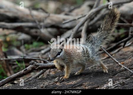 Numbat (Myrmecobius fasciatus), ein junges Tier, das die Gegend um seinen Bau erkundet. Dryandra Woodland, Wheatbelt Region, Western Australia, Australien Stockfoto