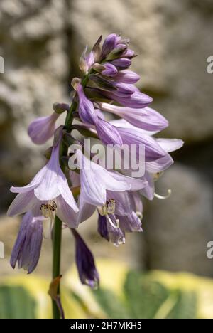 Die Hosta lanceolata blüht im Sommer im Garten Stockfoto